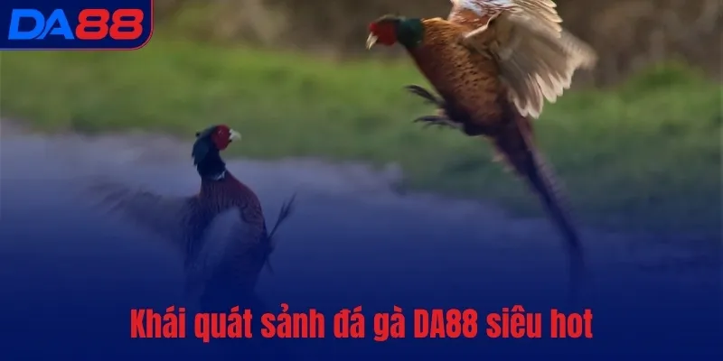 Khái quát sảnh đá gà DA88 siêu hot